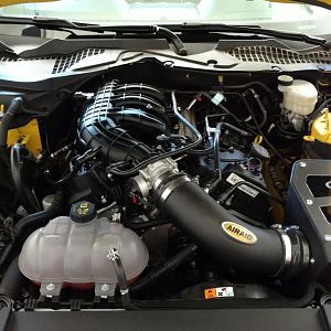 2016 Triple Yellow Mustang V6 (Big Bird)