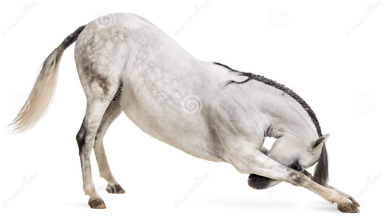 Bowing Mule.jpg