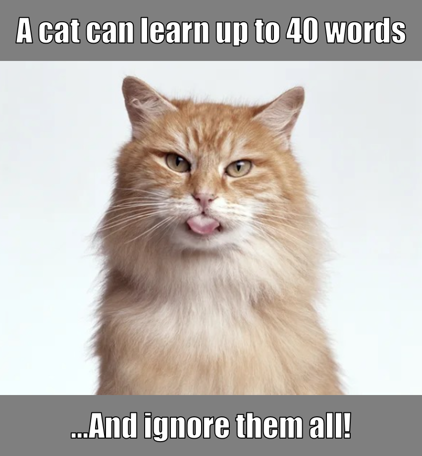 Cat can learn 40 words.png