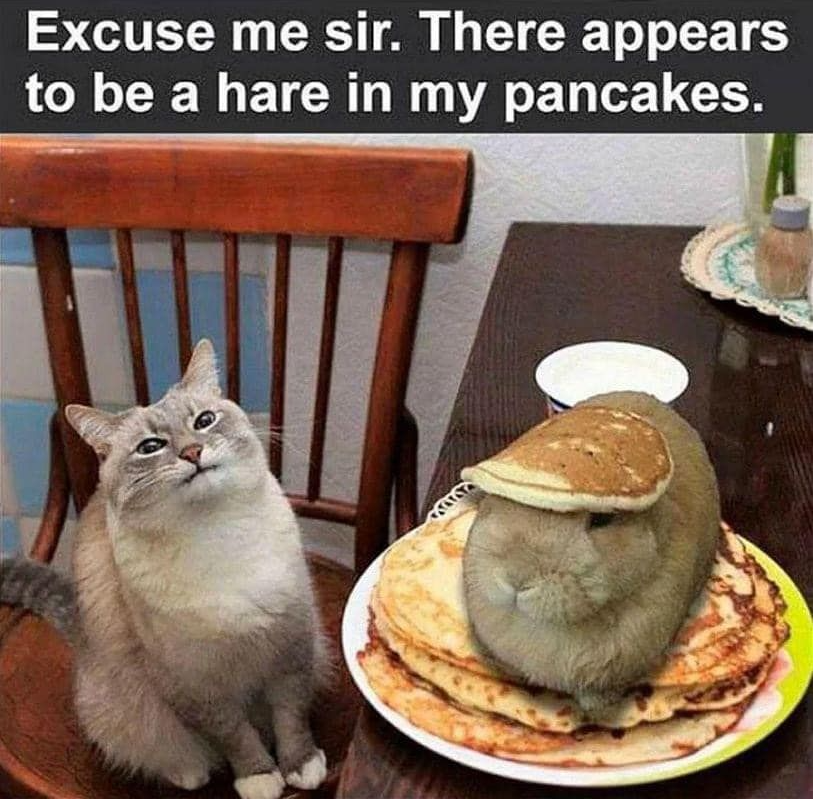 cat finds hare in pancakes.png