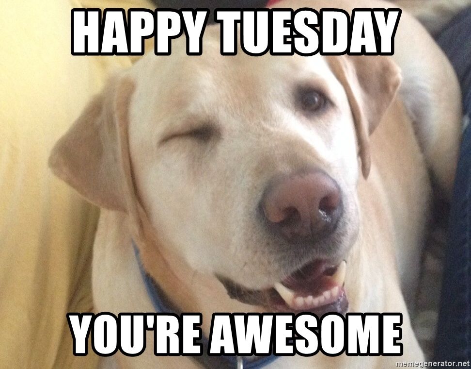 Cute-Dog-Tuesday-Meme.jpg