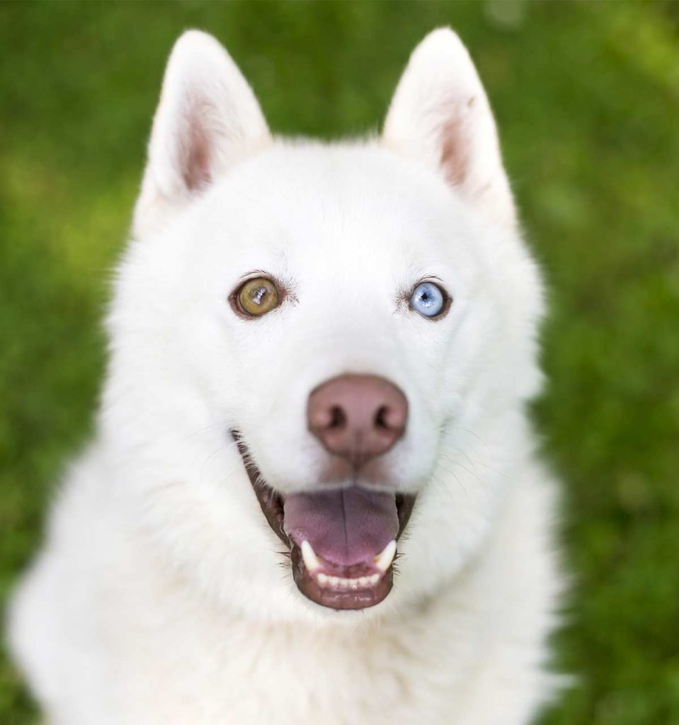 dogs-with-different-color-eyes-tall-959x1024.jpg