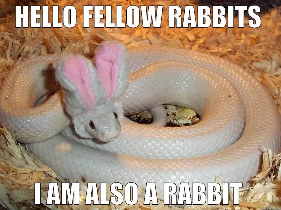 Easter Boa (snake lols).jpg