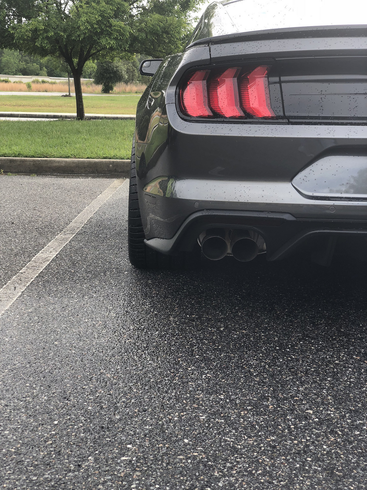 Mustang 7.jpg