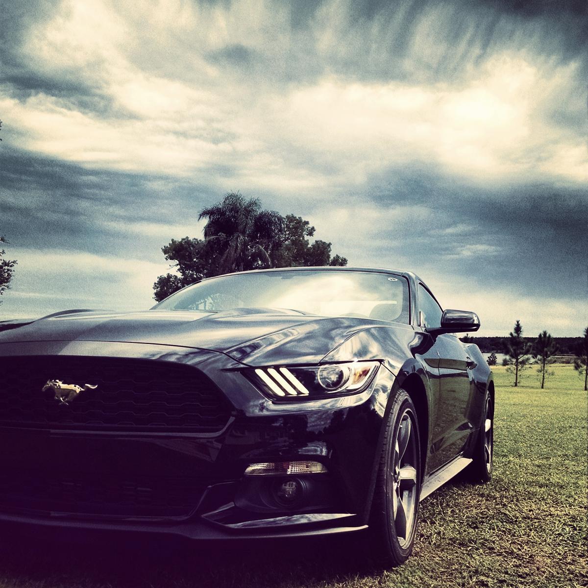 Mustang123.jpg