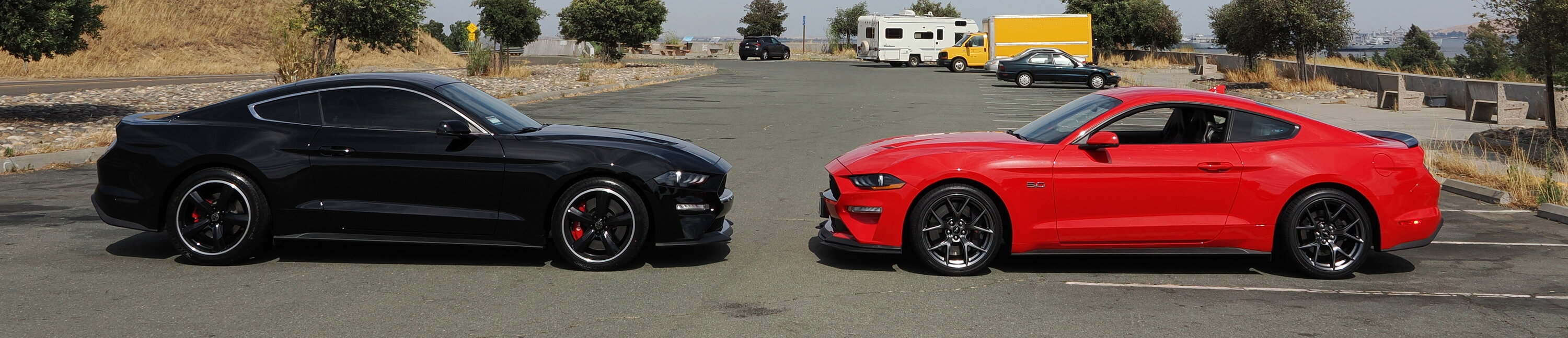 Mustangs2.jpg
