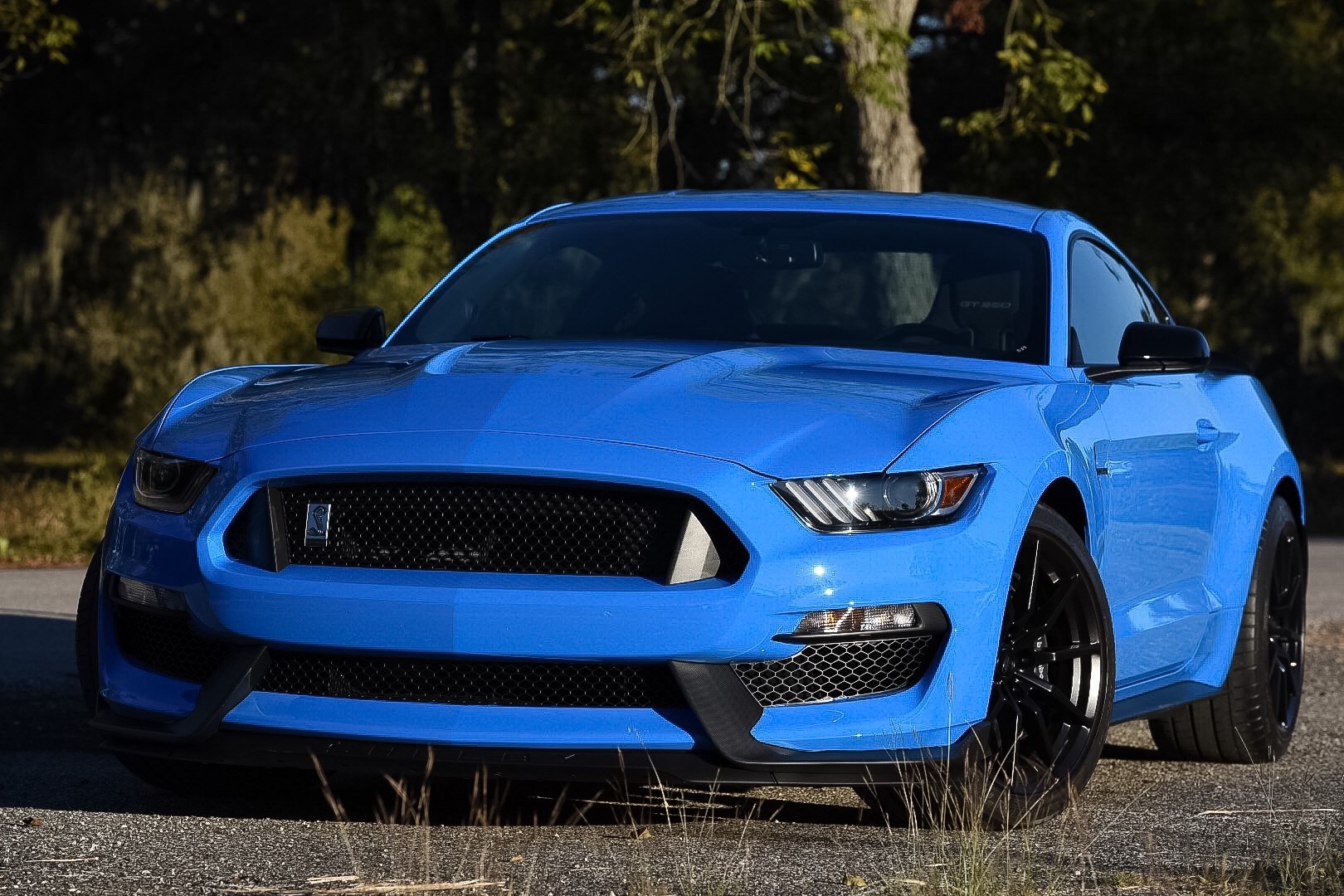 Shelby - Front 1.jpg