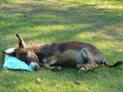Sleeping Mule.jpg