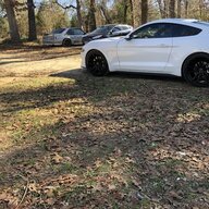 texaswhitestang