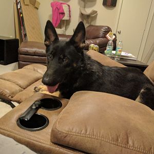 Stryker the GSD. He defends the cats when they bite off more than they can chew lol.