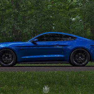 Mustang 7
