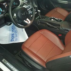 Premium Saddle Interior